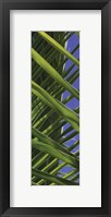 Framed Palm Collection IV