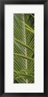 Framed Palm Collection V