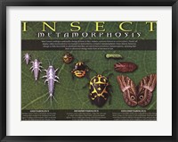 Framed Insect Metamorphosis
