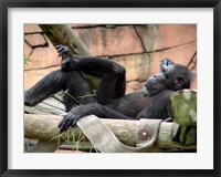 Framed Chimp - Just relaxing
