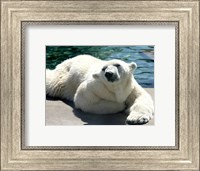 Framed Polar Bear on the floor