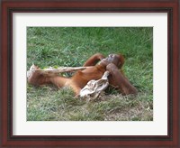 Framed Orangutan - Stretchin out