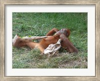 Framed Orangutan - Stretchin out