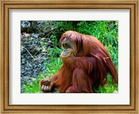 Framed Orangutan - Giving it some thought