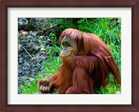 Framed Orangutan - Giving it some thought