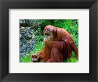 Framed Orangutan - Giving it some thought