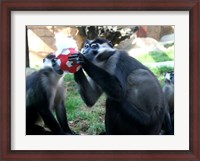 Framed Monkeys - Why play ball when you can eat it