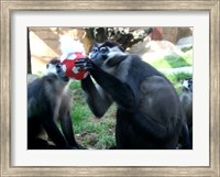 Framed Monkeys - Why play ball when you can eat it