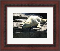 Framed Polar Bear  - Time to take five