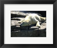 Framed Polar Bear  - Time to take five