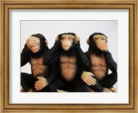 Framed Monkeys - See No Evil, Hear No Evil, Speak No Evil