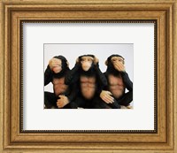 Framed Monkeys - See No Evil, Hear No Evil, Speak No Evil