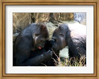 Framed Gorillas - Look what I found!