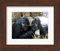 Framed Gorillas - Look what I found!