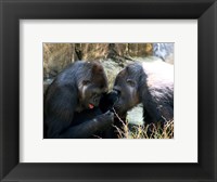 Framed Gorillas - Look what I found!