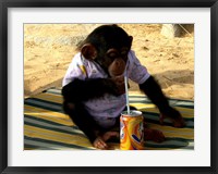 Framed Chimp - Time for a drink