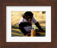 Framed Chimp - Time for a drink