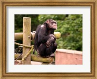 Framed Chimp - The revelation