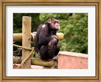 Framed Chimp - The revelation