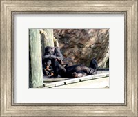 Framed Chimps - Just Chillin