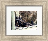 Framed Chimps - Just Chillin