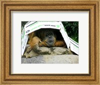 Framed Orangutan - Give me shelter