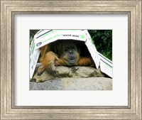 Framed Orangutan - Give me shelter