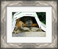 Framed Orangutan - Give me shelter