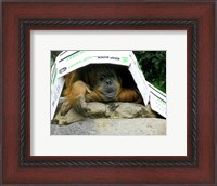 Framed Orangutan - Give me shelter