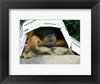 Framed Orangutan - Give me shelter