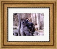 Framed Gorilla - Perhaps?