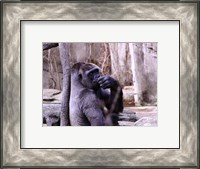 Framed Gorilla - Perhaps?