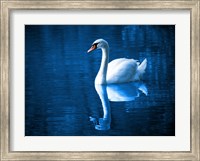 Framed Swan