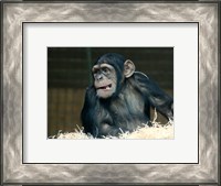 Framed Funny Monkey