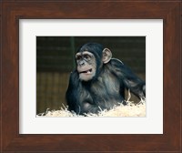 Framed Funny Monkey