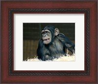 Framed Funny Monkey