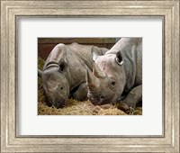 Framed Two Rhinos