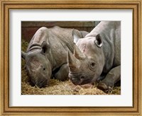 Framed Two Rhinos