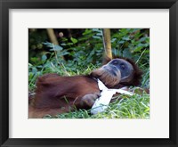 Framed Orangutan - Just about to take a nap