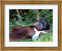 Framed Orangutan - Just about to take a nap