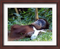 Framed Orangutan - Just about to take a nap