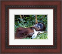 Framed Orangutan - Just about to take a nap