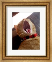 Framed Yawn!