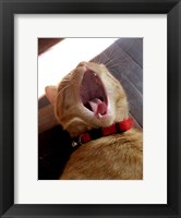 Framed Yawn!