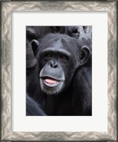 Framed Funny face monkey