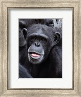 Framed Funny face monkey