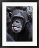 Framed Funny face monkey