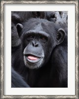 Framed Funny face monkey