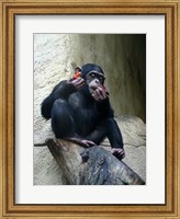Framed Orangutan - Burlap Hat