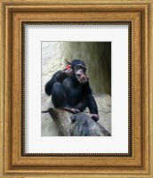 Framed Orangutan - Burlap Hat